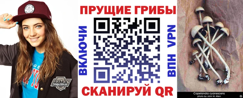 продажа наркотиков  Ленинск-Кузнецкий  Псилоцибиновые грибы GOLDEN TEACHER 
